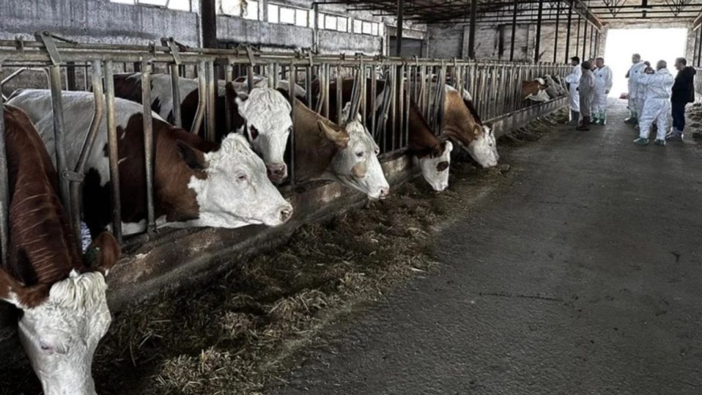 karaman’da Şap hastalığı nedeniyle 7 köyde karantina uygulaması başlatıldı