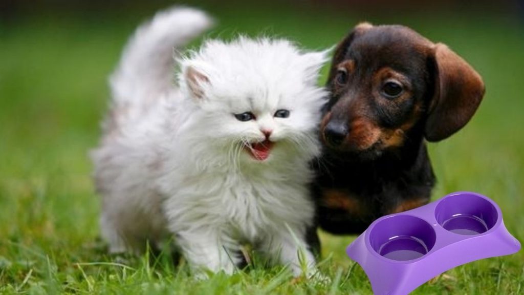  kediler mi yoksa köpekler mi daha zeki bilimsel yönüyle İncelendi!