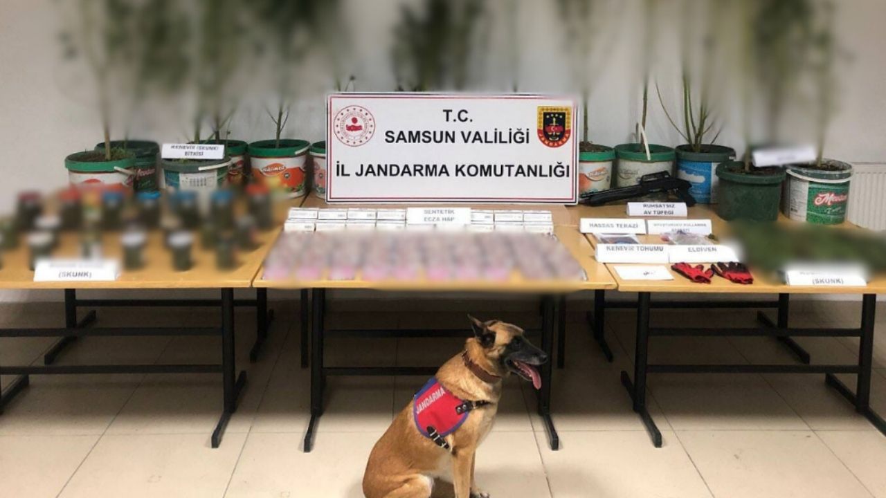 samsun’da jandarmadan uyuşturucu operasyonu 1 gözaltı