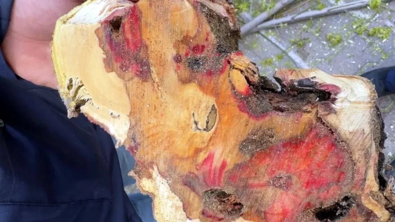 Bakanlık uyardı 23 ağaç kökünden imha edildi