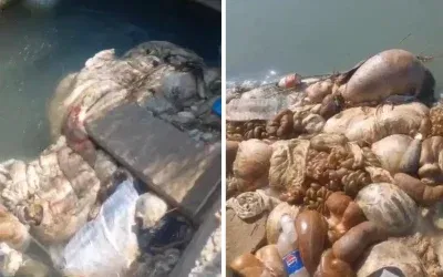 Adana’da kurban sakatatları kanala atıldı, tepki çekti!