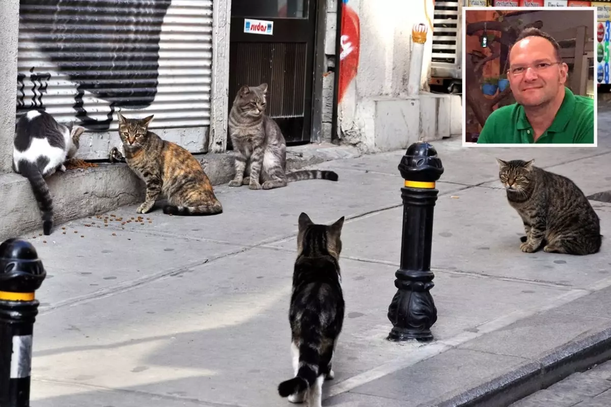 akcigerine-kedi-tuyu-kacan-adam-hayatini-kaybetti-18893682_9818_amp.jpg