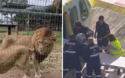 Aslan saldırısı: Kadın kolunu kaybetti