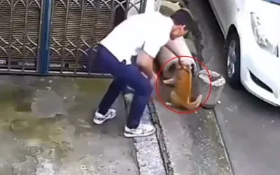 Kedinin Yanına Yaklaşanın Başına Gelenler Şaşırtıcı!
