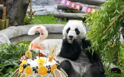 Moskova Hayvanat Bahçesi’nde Panda Katyusha’nın 2. Yaş Kutlaması