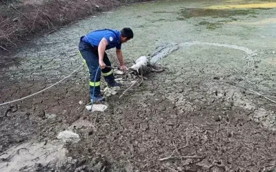 Denizli’de Kuzu Riskli Kurtarma Operasyonuyla İyileşti