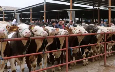 Sahte Şap Hastalığı İddialarına Bilimsel Yanıt: Dezenformasyonla Mücadele Merkezi