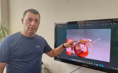 Kahverengi Kokarca Böceği Türkiye’de Artıyor: Biyolojik Mücadele Gerekli