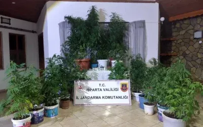 Yalvaç Operasyonunda 30 Kök Kenevir Bulundu