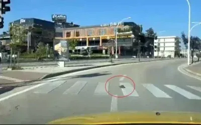 Bursa’da Kaplumbağanın Sosyal Medyadaki Gündemi