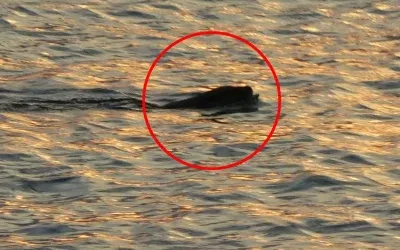 Karadeniz’de sık görülen canlıların tedirginlik yarattığı açıklandı