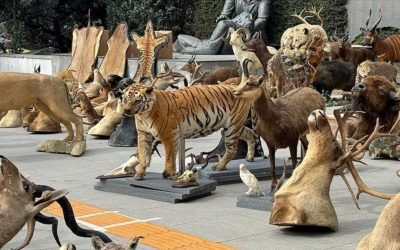 Gümrüklerde Tehlike Altındaki Hayvanlar Ele Geçirildi