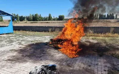 Çorum’da Jandarma Tarafından Kenevir Operasyonu: 21 Kök Bitki Yok Edildi