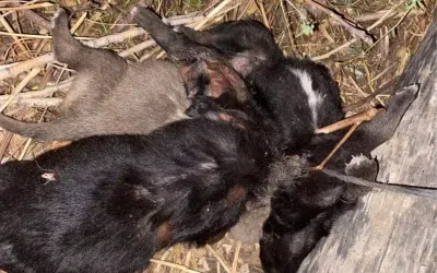 Zile’deki 4 köpek yavrusu açlıktan hayatını kaybetti