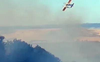 Tekirdağ’da Anız Yangını Ormana Sıçradı