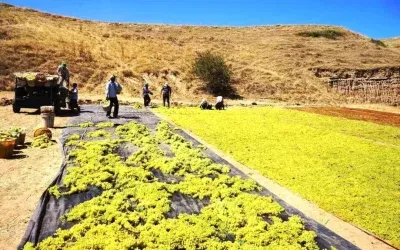Sarıgöl’de Üzüm Üreticileri Kurutma Yöntemine Yöneldi