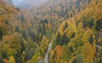 Bolu Ormanlarında Renkli Sonbahar Manzaraları