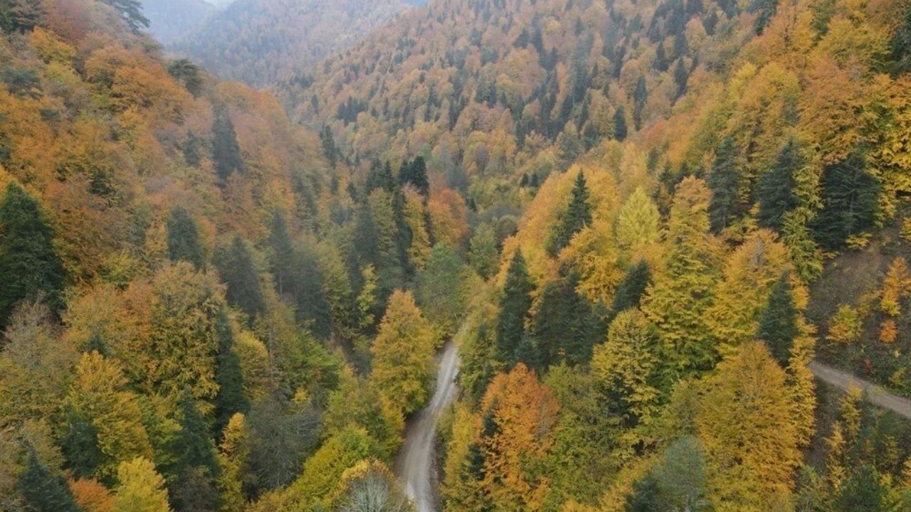 Bolu Ormanlarında Renkli Sonbahar Manzaraları