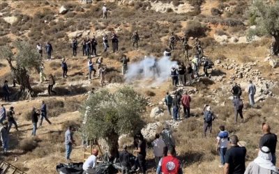 Ramallah’ta Kadına Saldırı: Zeytin Toplayan Kadına Şiddet