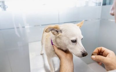 Veteriner Hekimlerin Uyarısı: Bilinçli İlaç Kullanımı Şart!