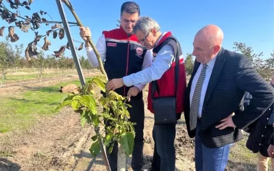 Tekirdağ İl Tarım Müdürü Ceviz Bahçesinde İncelemelerde Bulundu
