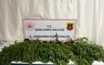 Şanlıurfa’da Jandarma Operasyonu: Uyuşturucu ve Silahlar İnfaz Edildi