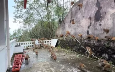 100 maymun turistleri korkuttu: Dağdan inince panik başladı!