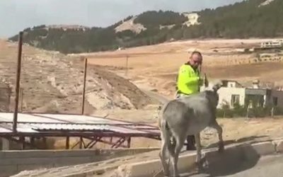 Adıyaman’da Polis Tarafından Başıboş Eşeğe Müdahale
