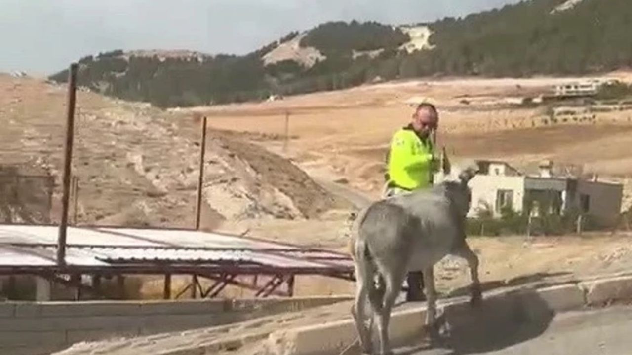 Adıyaman'da Polis Tarafından Başıboş Eşeğe Müdahale