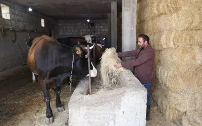 Veteriner Hekim Hamdi İpek, Hibe Desteğiyle Süt Sığırcılığı İşletmesini Genişletiyor