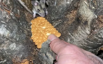 Anadolu Dikenli Faresi: Tehlike Altında!