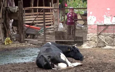 Yeni Şap Hastalığı Varyantları Endişe Verici