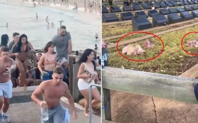 Plaj saldırısının ardından Müslüman mezarlığına çirkin provokasyon